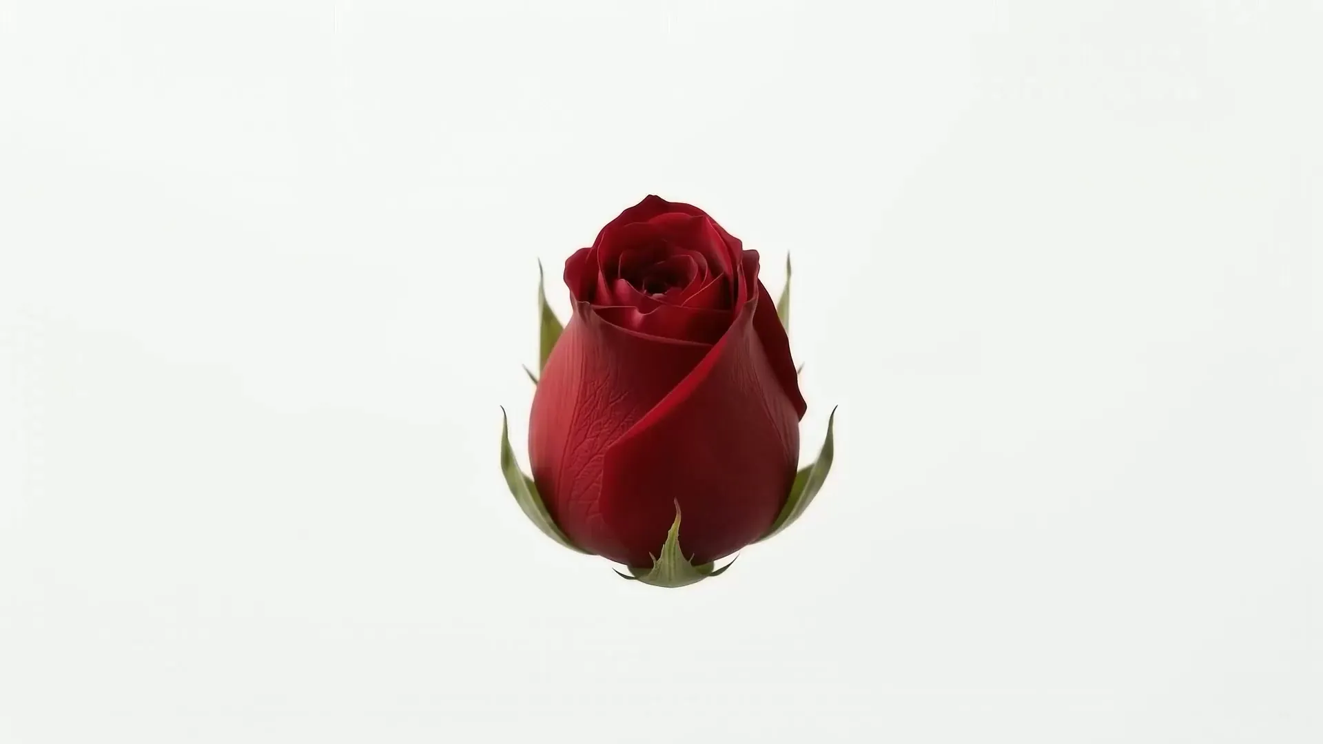 Rose Opening